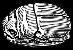 Engraved Scarab
